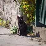 Makvirag - Es Szobak Zebegény